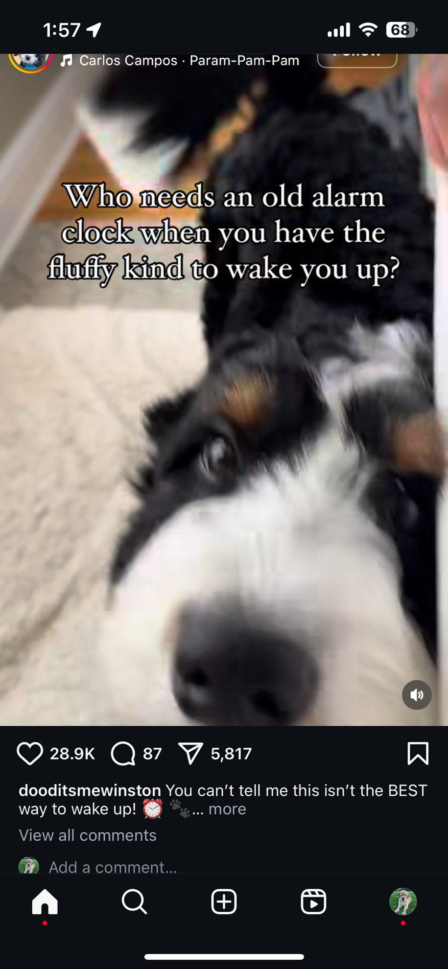 dog alarm clock